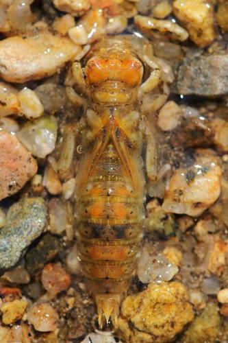 Réf. 234 517 : Paragomphus genei