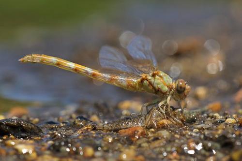 Réf. 234 520 : Paragomphus genei