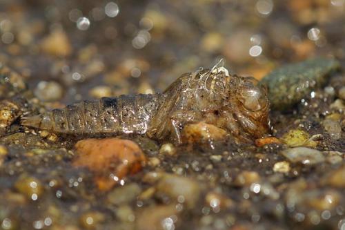 Réf. 234 518 : Paragomphus genei