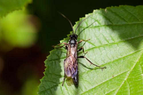 Melanichneumon sp.