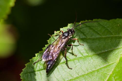 Melanichneumon sp.