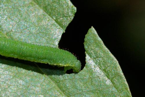 Réf. 234 048 : Gonepteryx rhamni