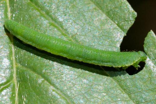 Gonepteryx rhamni
