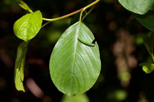 Gonepteryx rhamni