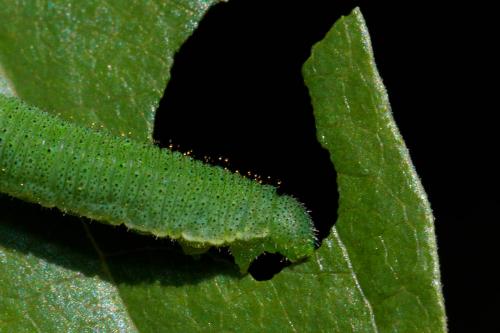 Gonepteryx rhamni