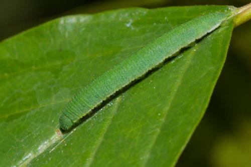 Gonepteryx rhamni
