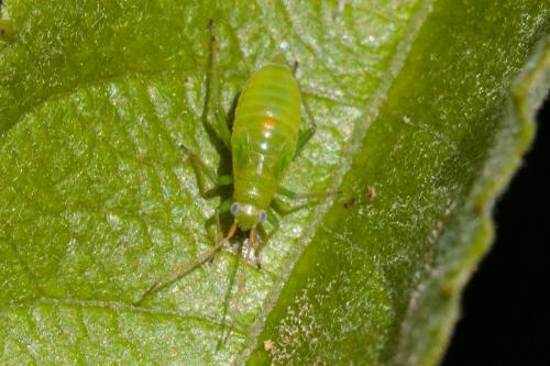 Réf. 234 062 : Orthotylus marginalis