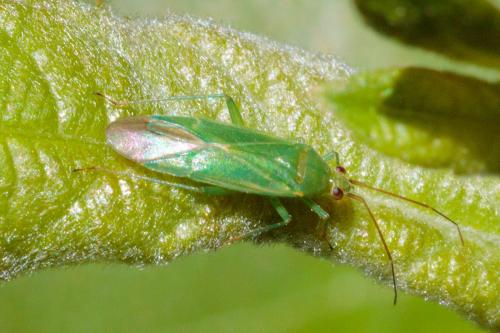 Réf. 234 065 : Orthotylus marginalis