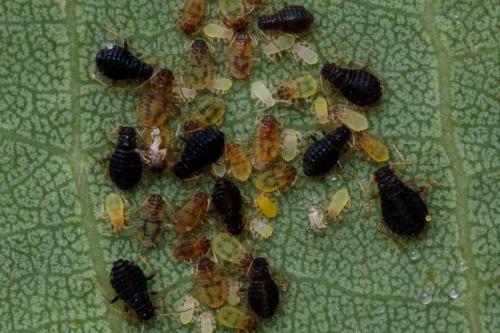 Chaitophorus tremulae