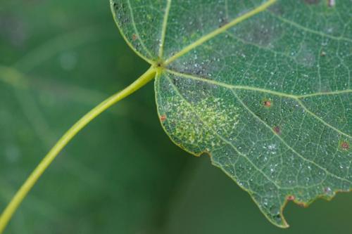 Réf. 234 247 : Phyllonorycter apparella
