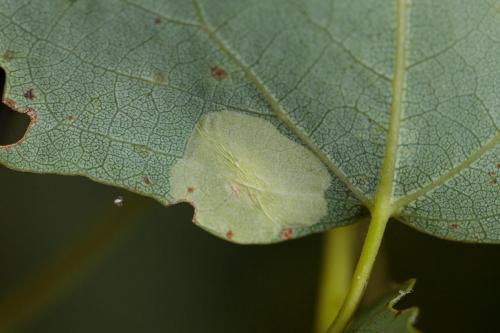 Réf. 234 248 : Phyllonorycter apparella