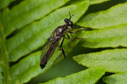 Dioctria atricapilla