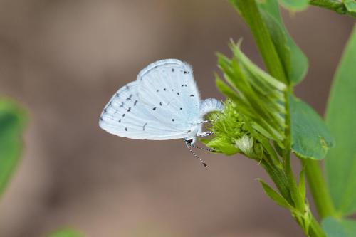 Réf. 234 263 : Celastrina argiolus