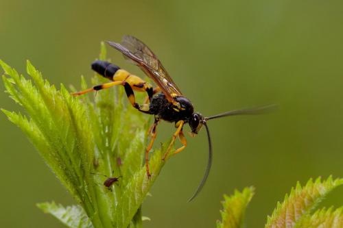 Réf. 234 268 : Ichneumon xanthorius