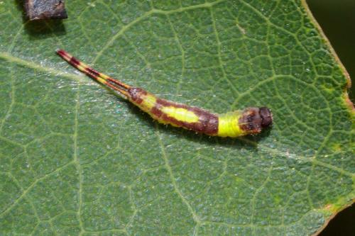 Furcula sp.