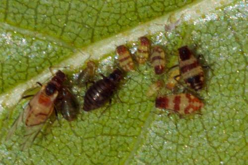 Réf. 234 319 : Callipterinella tuberculata