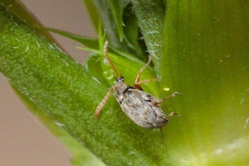 Bruchidius imbricornis