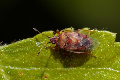 Réf. 234 679 : Kleidocerys sp.