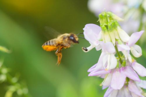 Megachile sp.