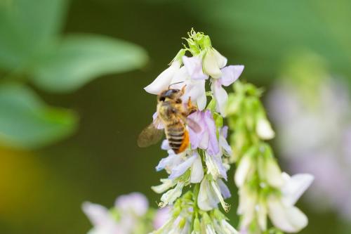 Megachile sp.