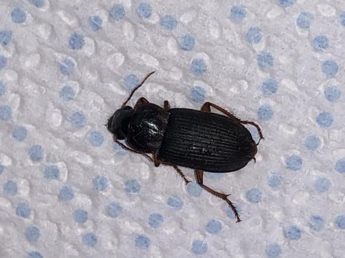 Pseudoophonus sp.
