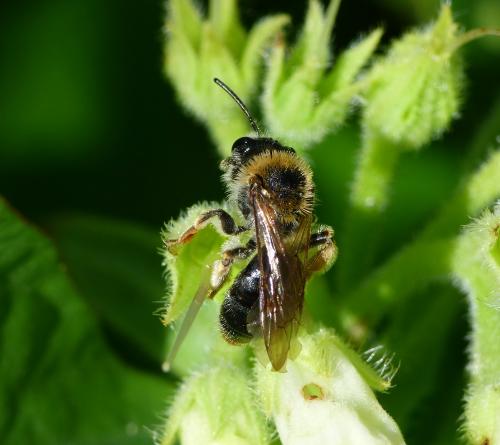 Réf. 234 281 : Andrena haemorrhoa