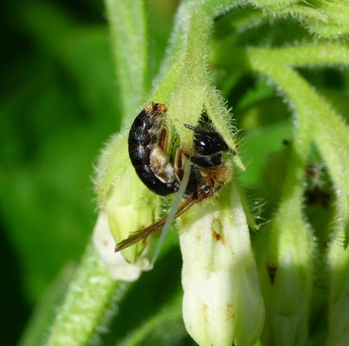 Andrena haemorrhoa