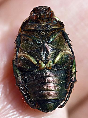 Anomala ausonia