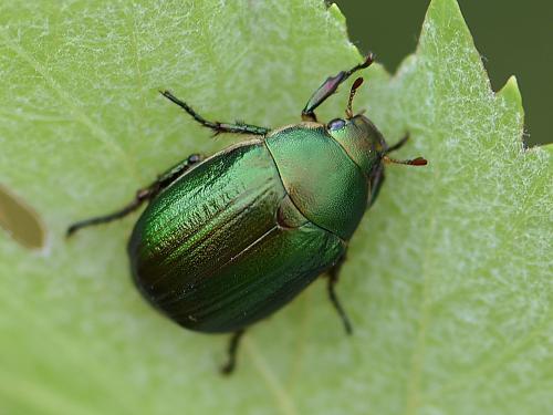 Réf. 234 716 : Anomala ausonia