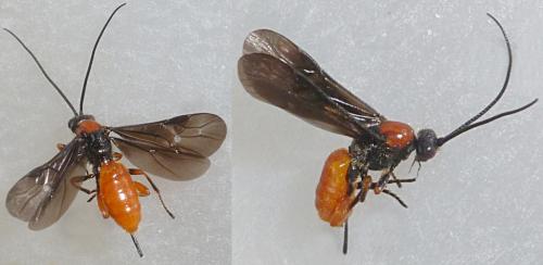 Réf. 234 306 : Bracon sp.