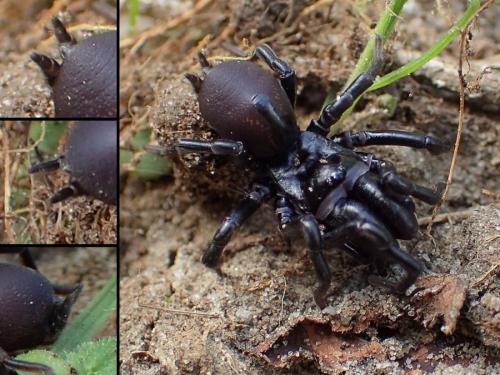 Réf. 234 283 : Atypus piceus