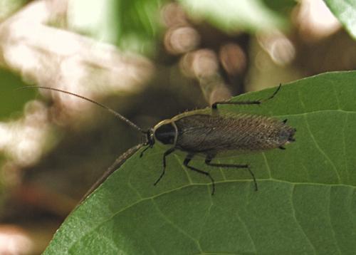 Ectobius sylvestris