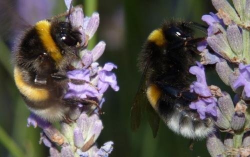 Bombus sp.