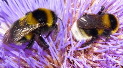 Bombus sp.