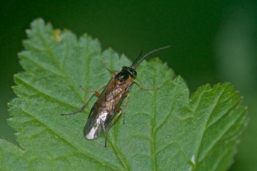 Réf. 234 746 : Nematinae inconnu