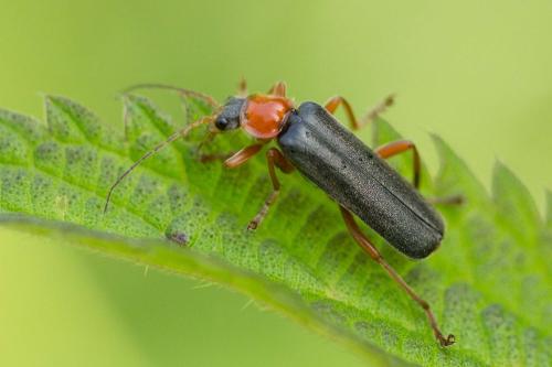 Réf. 234 807 : Cantharis pellucida