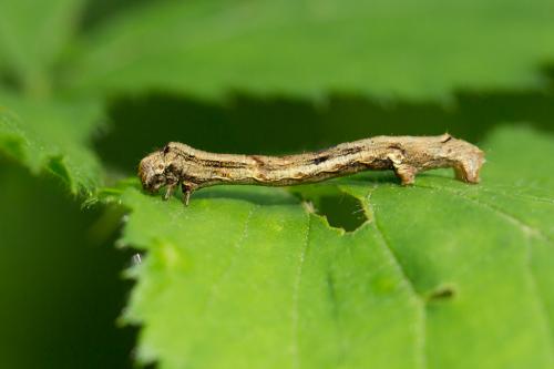 Ectropis crepuscularia