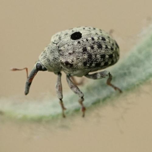 Réf. 234 541 : Cionus sp.