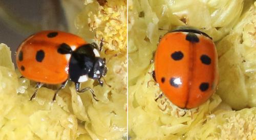 Coccinella undecimpunctata