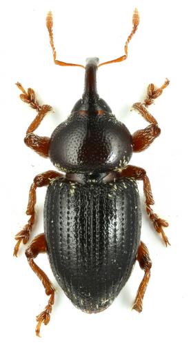 Réf. 234 639 : Pachytychius hordei