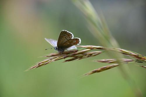 Polyommatus bellargus