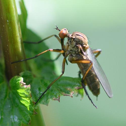 Réf. 234 055 : Empis livida