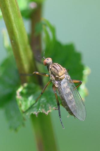 Réf. 234 056 : Empis livida
