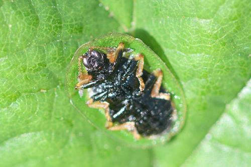 Réf. 234 332 : Cassida rubiginosa