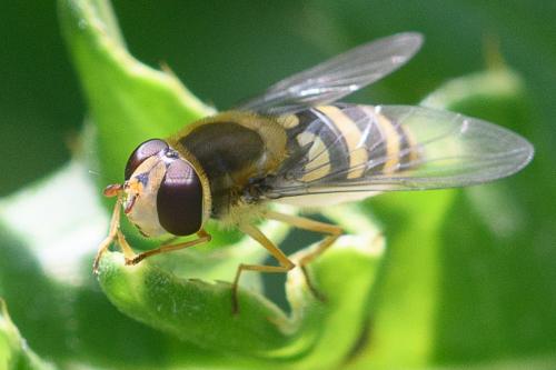 Réf. 234 277 : Syrphus ribesii