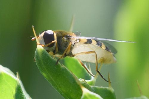 Syrphus ribesii