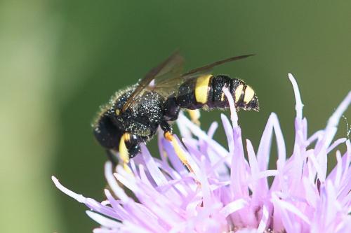 Cerceris sp.