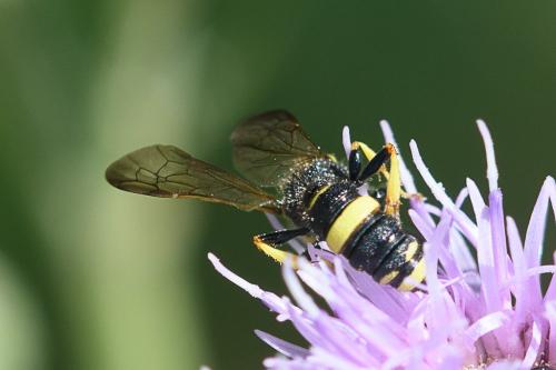Cerceris sp.