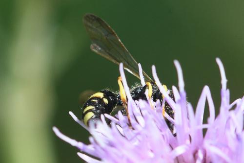 Cerceris sp.