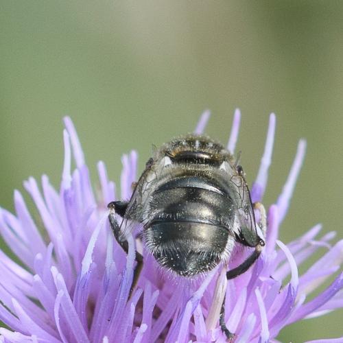 Eristalinus sepulchralis